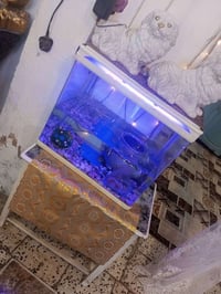 حوض سمك بي نشره ملونه لسعر 30مكاني مشتل شارع لمطبك 07723561456 بغداد, ...