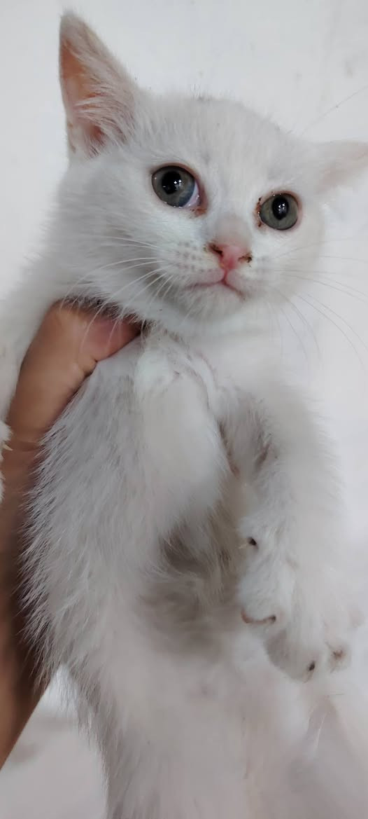 سلام عليكم عندي هذني للتبني منو يريد خل يراسلني وتدللون


**إذا كنت صاحب هذا الإعلان وتريد حذفه لأي سبب، رجاءا أرسل رسالة إلى الدعم الفني**