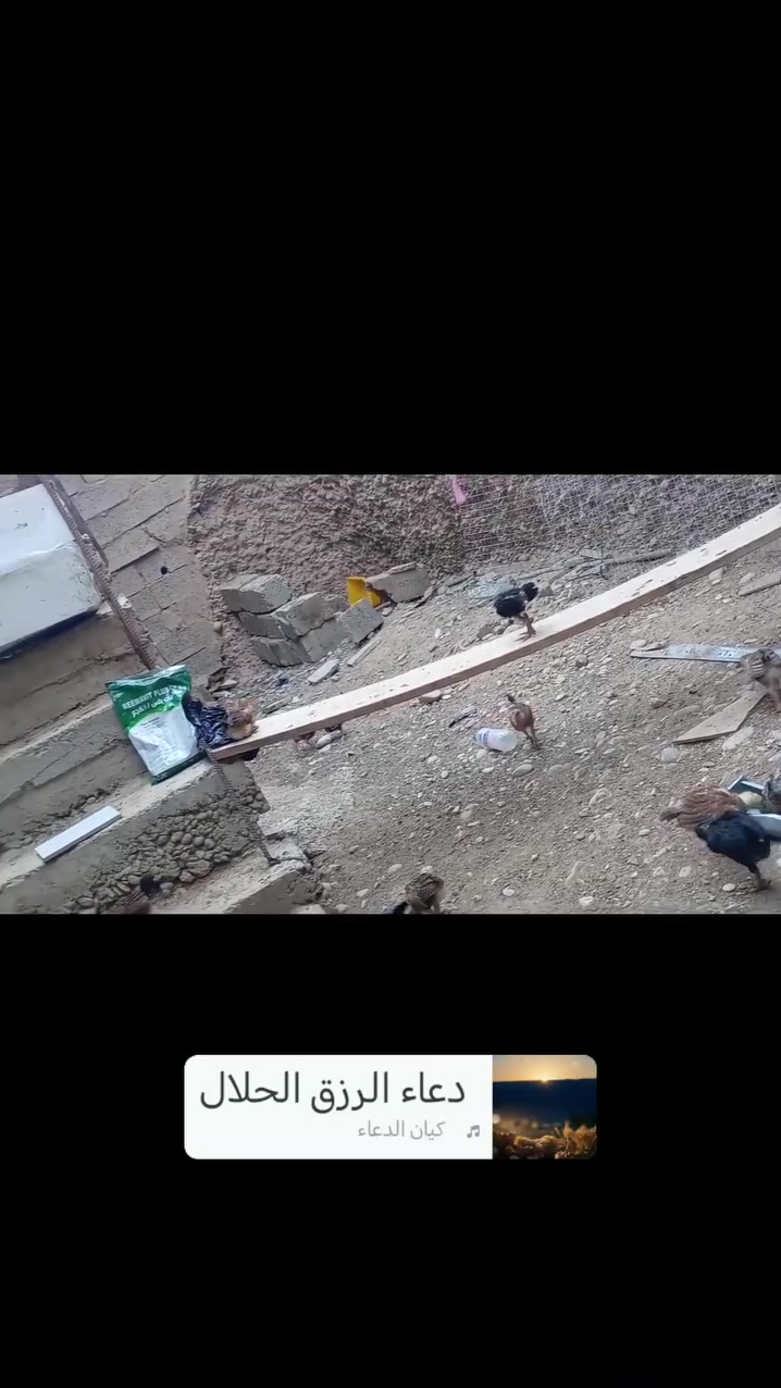 السلام عليكم افراخ عرب عمر شهرين سعر  الزوج شلع   ب٦ قفل قفل عدد ١٢٠ مكاني جلولاء ***********
