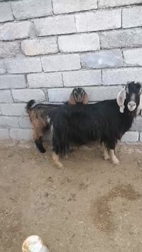 عنز • جدي • حي التميم