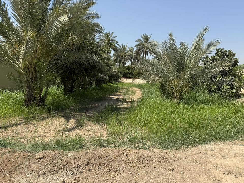بستان للبيع شاطئية 3000 متر دونم وربع تقريباً طابو سند 25 زراعي الصويرة جويميسة الغربية ***********
