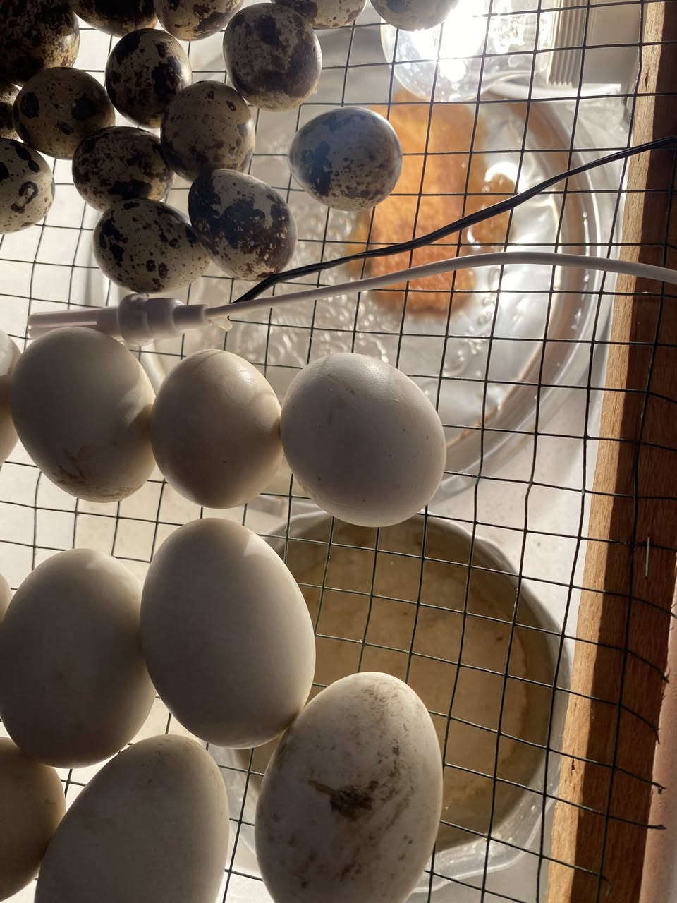 السلام عليكم متابعينا الكرام..
لكل أصحاب المشاريع ومربي الطيور، إذا كنت تبحث عن الدقة والاحترافية في عمل الفقاسات، فإنت بالمكان الصحيح.
نحن نوفر لكم فقاسات مصنعة بأيدي فنية خبيرة، مع مراعاة أدق التفاصيل التقنية:
• توزيع حراري منتظم (بدون بقع باردة).
• ضبط رطوبة دقيق لضمان سلامة الأجنة.
• تقليب يدوي مرتين بليوم إلى 5مرات.
• تصميم متين وعزل حراري ممتاز لتقليل استهلاك الكهرباء.
الشغل فني والنتائج هي اللي تحكم! 🛠️✨
📞 للحجز والاستفسار:
لا تتردد بالتواصل معنا، نحن بخدمتكم:
• واتساب / اتصال: ***********
• أو مراسلة الصفحة مباشرة.
جودت لعمل 
اي بيض
