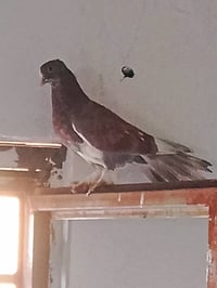 البصرة • حمام زينة • طيور حب