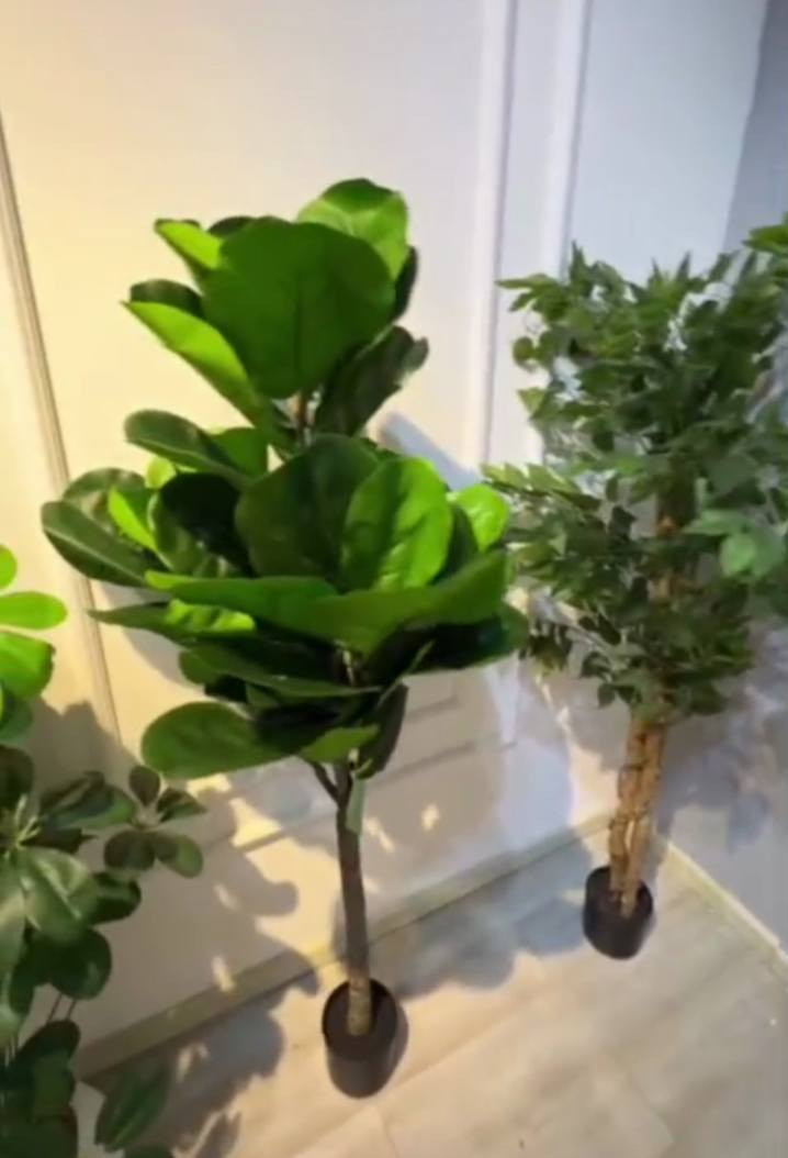 🌿 أشجار صناعية للديكور الداخلي
- أوراق خضراء كثيفة ولامعة  
- قاعدة أنيقة تناسب جميع المساحات  

السعر: 50,000 دينار  
📦 يتوفر توصيل إلى بغداد والمحافظات


**إذا كنت صاحب هذا الإعلان وتريد حذفه لأي سبب، رجاءا أرسل رسالة إلى الدعم الفني**