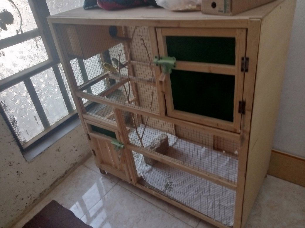 زوج بلابل الحب للبيع سعر 15الف  عنوان بعقوبة التحرير/***********بي واتساب
