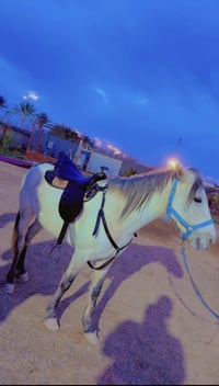 مزرعة اليوسفيه • حوض سباحة مغلق • خيل للركوب