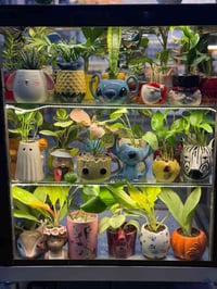 سنادين مزروعة • تنسيق يدوي • زراعة جاهزة