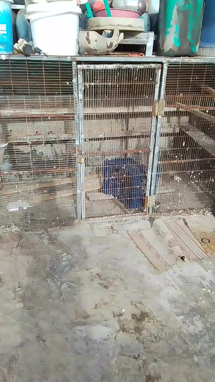 السلام عليكم اشلونكم شهباركم شباب هاي عندي قفص إلى البيع.العنوان الشعب بوب الشاب...اوهاذة رقمي *********** إلى كل الاستفسارات على هاذة الرقم
