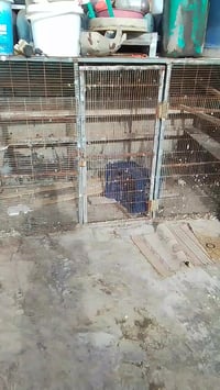 اشلونكم شهباركم شباب هاي عندي قفص إلى البيع.العنوان الشعب بوب الشاب......