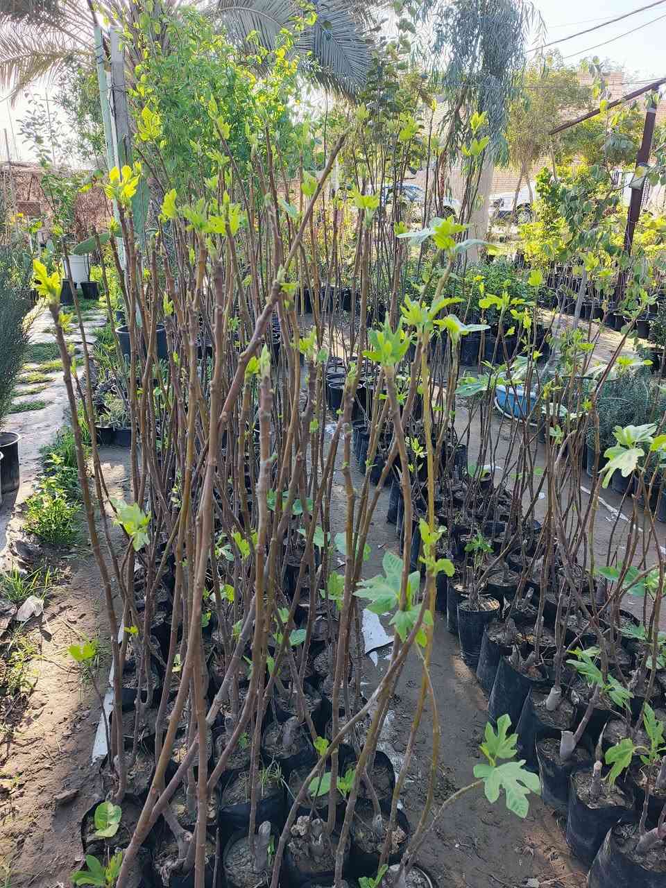 #ياعلي تم وصول وجبه جديده من الحمضيات ((ديالئ)) والنارنج الأحجام العملاقه للحجز والاستفسار مراسله الصفحه او الاتصال على الرقم التالي:
***********☎️
