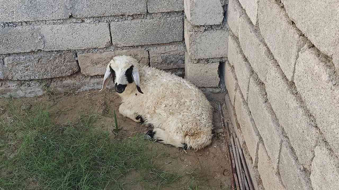 يوجد فطيمه البيع شرط النصاحة المكان بيجي حي العصري رقم الهاتف***********
***********
