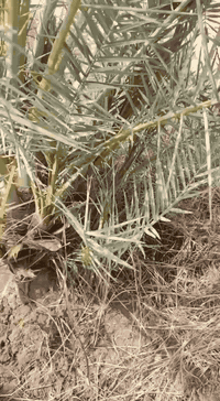 سلام عليكم اخوان نخله شكر للبيع تواصل
***********
