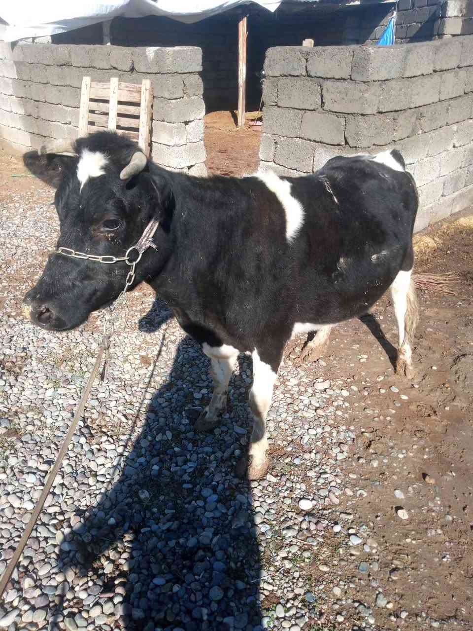 السلام عليكم
مكلف بل نشر تريد خابر راعيها
بقره رغوث وراها حوليه 
حليب خير من الله 
مكفله على كل عيب 
شرط النصائحه 
العنوان قريه شكرا 
رقم الموبايل ***********
