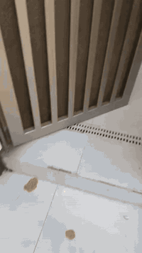 بيت للبيع مساحة 100 متر، العنوان حجي حسن الجمعيات نهاية الأربع سايدات قرب المولدة، بناء حديث 2026، طابق واحد
واجهة 5، نزال 10
سند 25، فووول خدمات
السعر خاص أو الأتصال ع الرقم
***********
