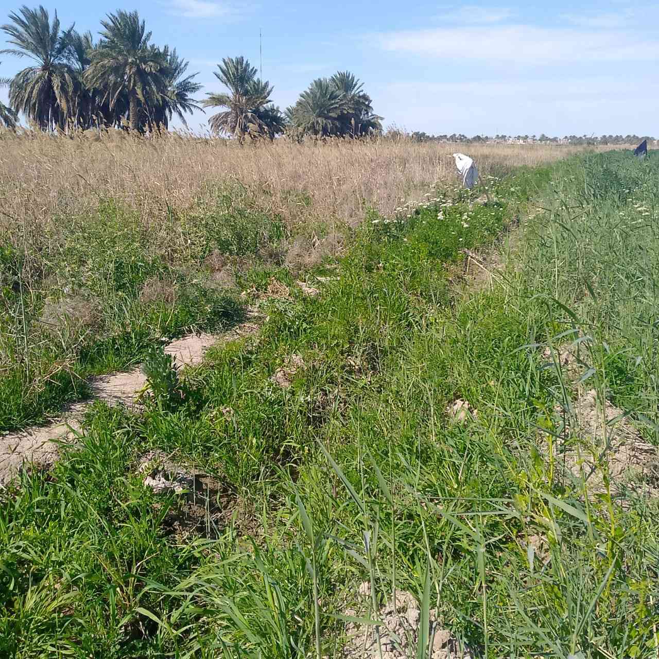 زرع شعير ٢ دونم وبور ٣ دونم المجموع ٥دونم مكان البخلف الثانيه قرب محطه المجاري  للبيع سعر خاص ***********
