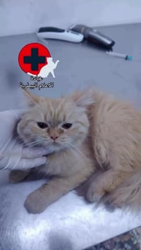 عيادة الإعلام البيطرية • التهاب الأذن • قطة ٥ أشهر