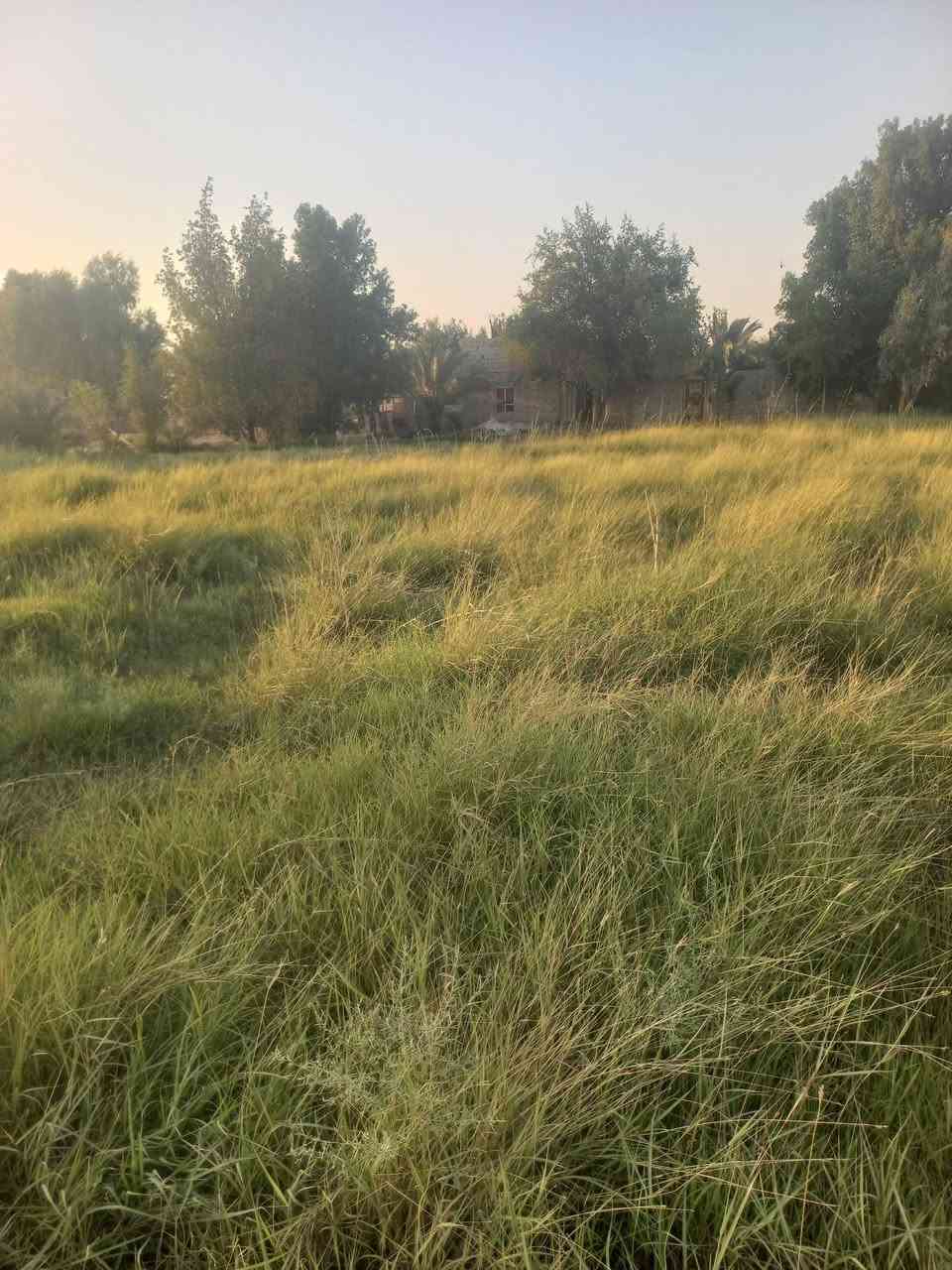 يوجد حشيشات نص دونم اليريدهن يقيمهن ياخذهن 
المكان الشطرة مقابيل محطة عبد الحسن ملاغي على نهر السعداوية 
***********
