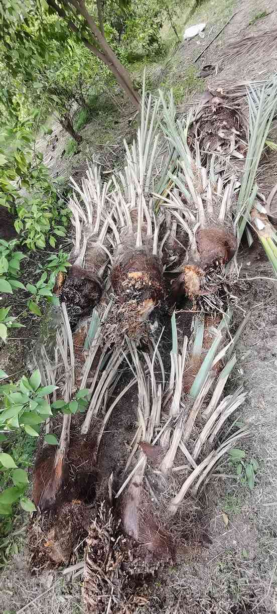 متـــــوفــــر
كــــراااااااين زهدي مثل ماواظح بالصوره
متـــــوفــــر فسائل خضراوي مندلي
متــــــوفــــر فسائل بـــربــن
متــــــوفــــر فسائل خضراوي بصره
متــــــوفــــر فسائل خستاوي حــر
***********
