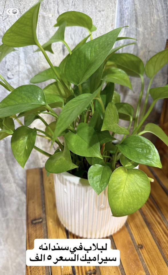 نباتات مال بيت للبيع 
مكتوب اسعارها
ونكدر نوصلة الكم داخل كركوك 
راسلوني 👍🏻


**إذا كنت صاحب هذا الإعلان وتريد حذفه لأي سبب، رجاءا أرسل رسالة إلى الدعم الفني**