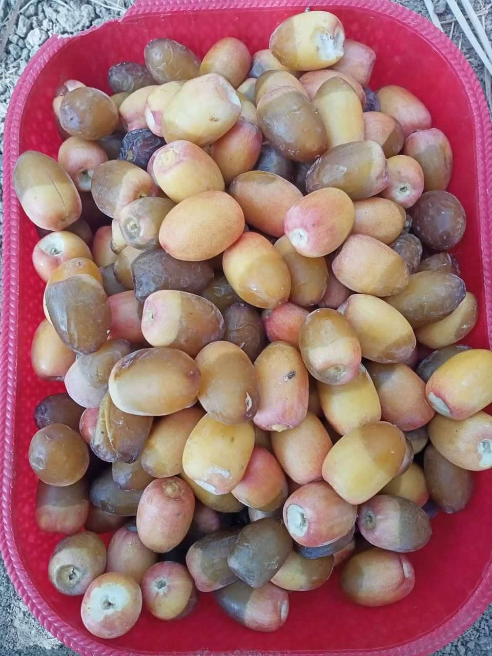 السلام عليكم ورحمه الله وبركاته يوجد فسئل بريم اللبيع العنوان التاجي ***********
