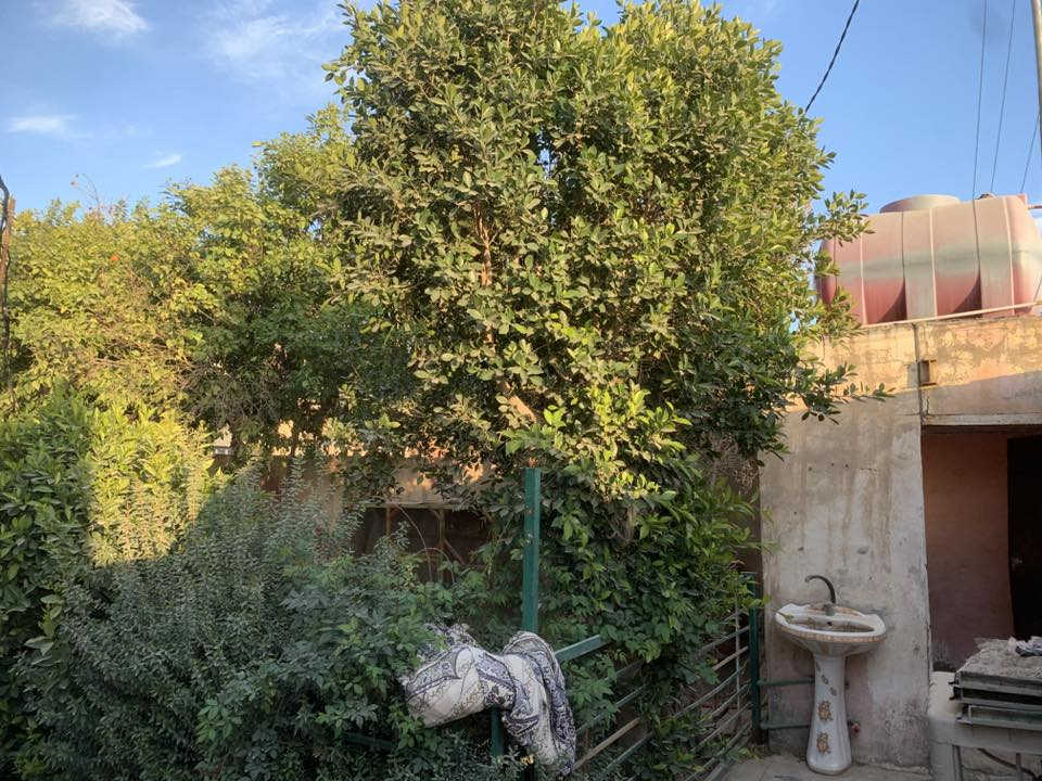 بيت للبيع المساحه 650 متر مع البناء يحتوي البيت عله غرفه واستقبال وصاله ومطبخ وصحيات داخليه وخارجيه 
يحتوي عله حديقه وكراج وأشجار لارنج ونخيل تمر ٩ نخلات تمر وخلف البيت يحتوي عله مخزن وحديقه وكاع تصلح للزراعه العنوان شارع بغداد عامود 170  وتنزل مسافه كيلو هم تبليط قرب مجمع الرحمان السياحي السعر 190 مع المجال ***********. يبعد عن الإمام ١٥ دقيقه
