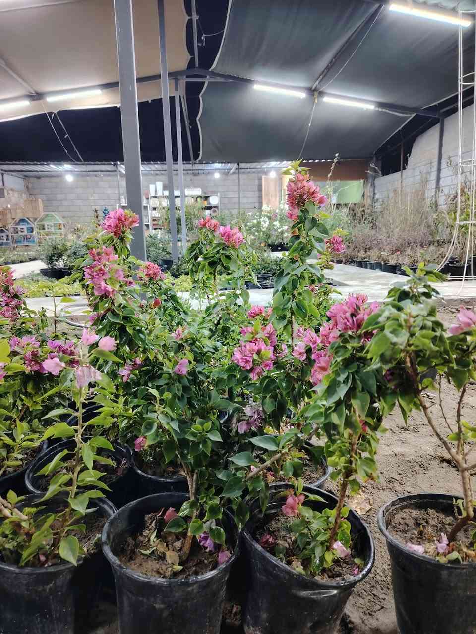 زبائننا الكرام
يتوفر في مشتل السراي انواع من الورد الجهنمي
-ورد جهنمي قزمي كبار وصغار
 مع 
ورد جهنمي كبار و متسلق


**إذا كنت صاحب هذا الإعلان وتريد حذفه لأي سبب، رجاءا أرسل رسالة إلى الدعم الفني**