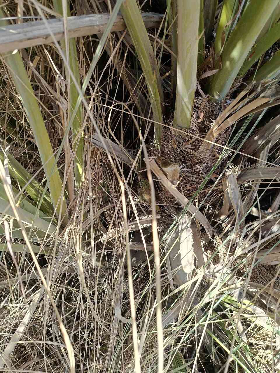 السلام عليكم ورحمة الله
يتوفر فسائل بريم وشويثي اصفر و عمراني خشن  للبيع 

مكاني السماوة ***********
