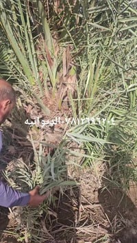 الديوانيه • ديكور منزل • العنوان بالفيديو