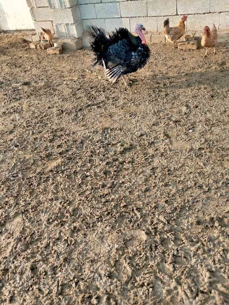 السلام عليكم للبيع ديك شيشي خشن السعر 85 ألف// ديك دجاج هراتي عمر سنة السعر 55 .. للتواصل ***********
