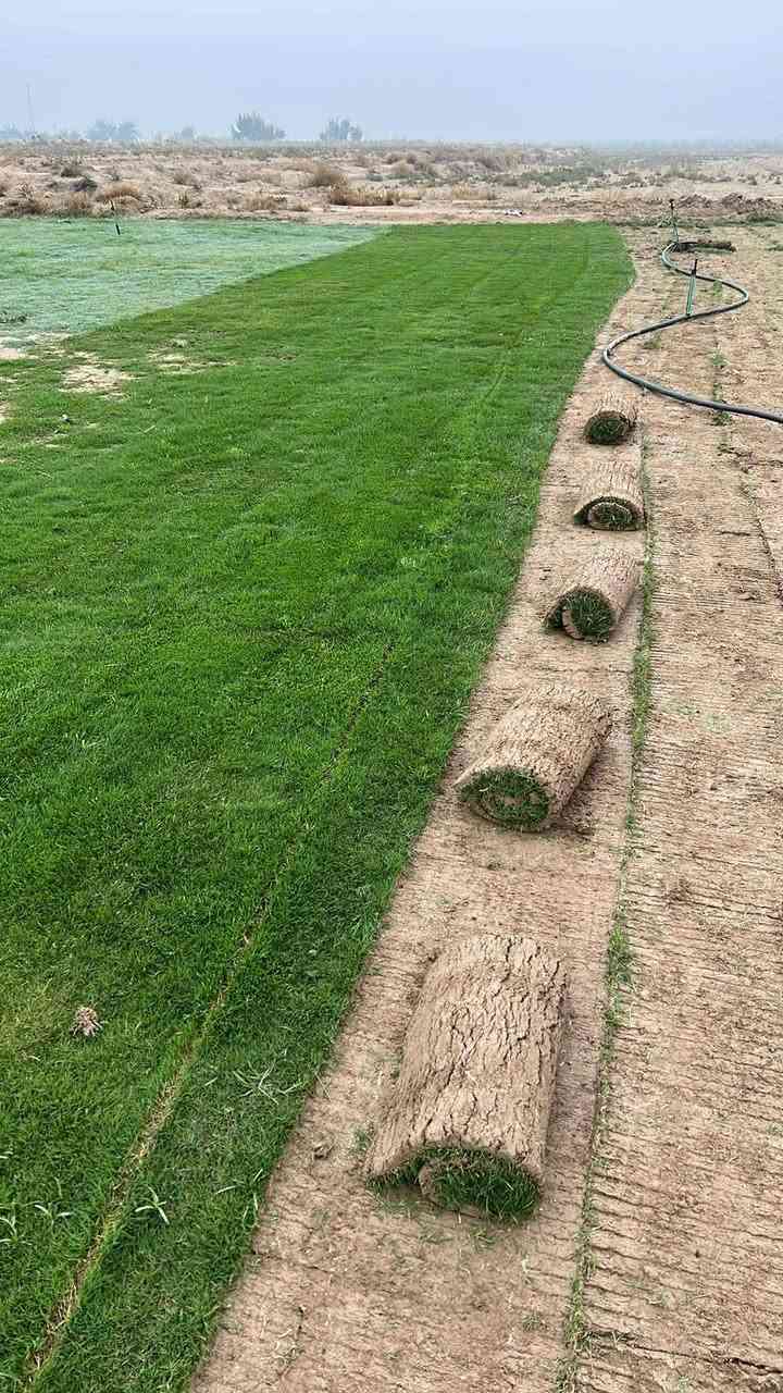 انتاج خاص بمزارعنا
حيث الجودة والسعر المناسب 

☘ثيل هندي طبيعي نوعية ممتازة🍀 مناسب للاستخدام في ( المنازل🌳_ الحدائق🌳_ الملاعب🌳_ الدوائر🌿) 

#انتاج_خاص #شكل_مثالي  #سعر_تنافسي

✨ سعر المتر يختلف للكميات الكبيرة ✨

يوجد خدمة توصيل لجميع محافظات العراق 

#ملاحظة : التوصيل مجاني ❤️

(مستعدون لتجهيز الحدائق المنزليه و الملاعب الرياضيه و المنتزهات و الدوائر الحكومية بكادر مختص مميز يجيك لباب بيتك #بأسعار #تنافسيه )
🍁للاتصال او الاستفسار  متوفر مفتوح طوال اليوم
*********** اتصال أو واتساب
*********** اتصال او واتساب
