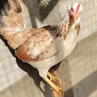 دجاج بياض • ديج كويتي • فراريج ٤-٥ أشهر
