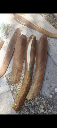 يوجد لقاح نخيل🌴 تريد جمله او مفرد موجود، تريده علاج او تريده لقاح لنخل...