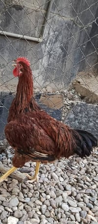 ديوجة • كيلو ونص-كيلوين • كركوك