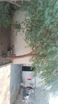 بيت حواسم للبيع قرب كراج بغداد ٠٧٧١٠١٥٣١١٦