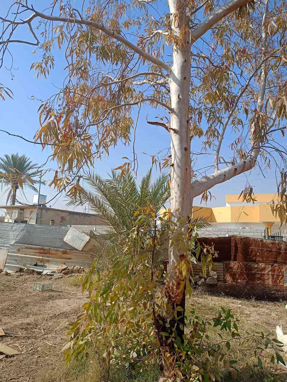 السلام عليكم
شباب عندي هاي لسجرة اريد احد يكصها 
وبنص 
مكاني العبيدي 
هاتف ***********
