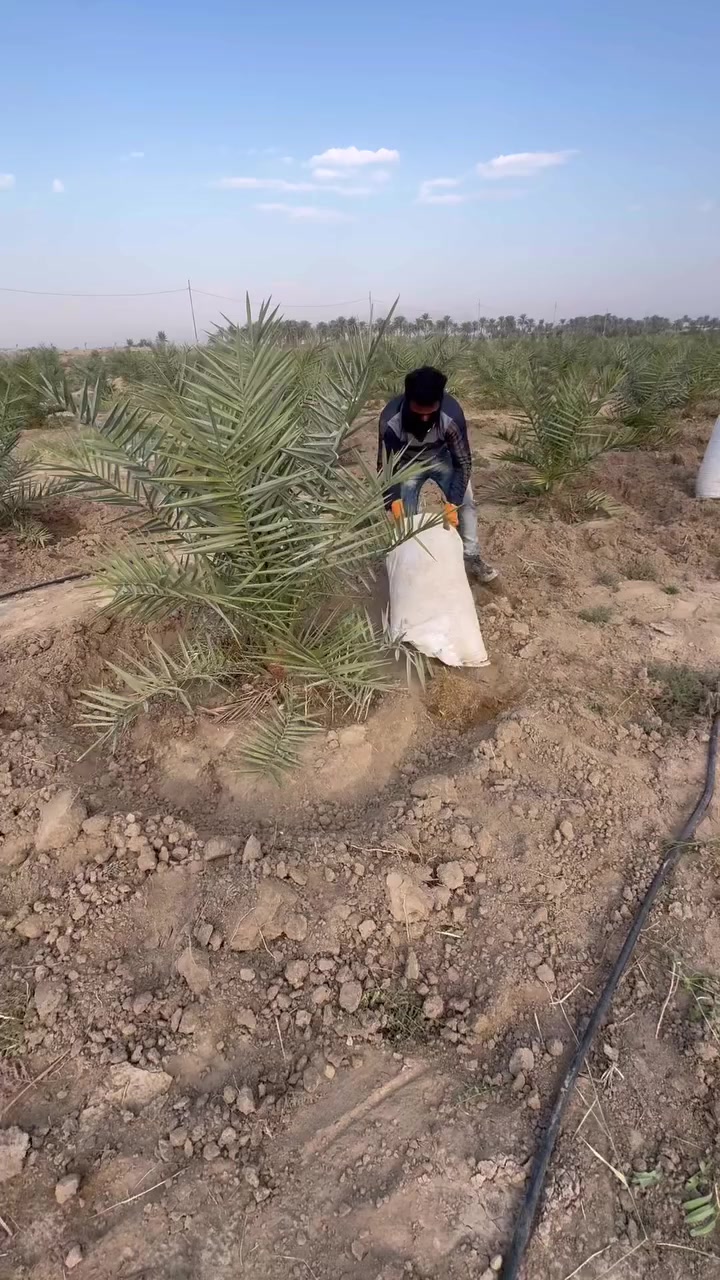 مزارع النخيل بابل النيل
عدد النخيل ١٣ الف   لنصب منظومت التقطير  وتخطيد  ***********
