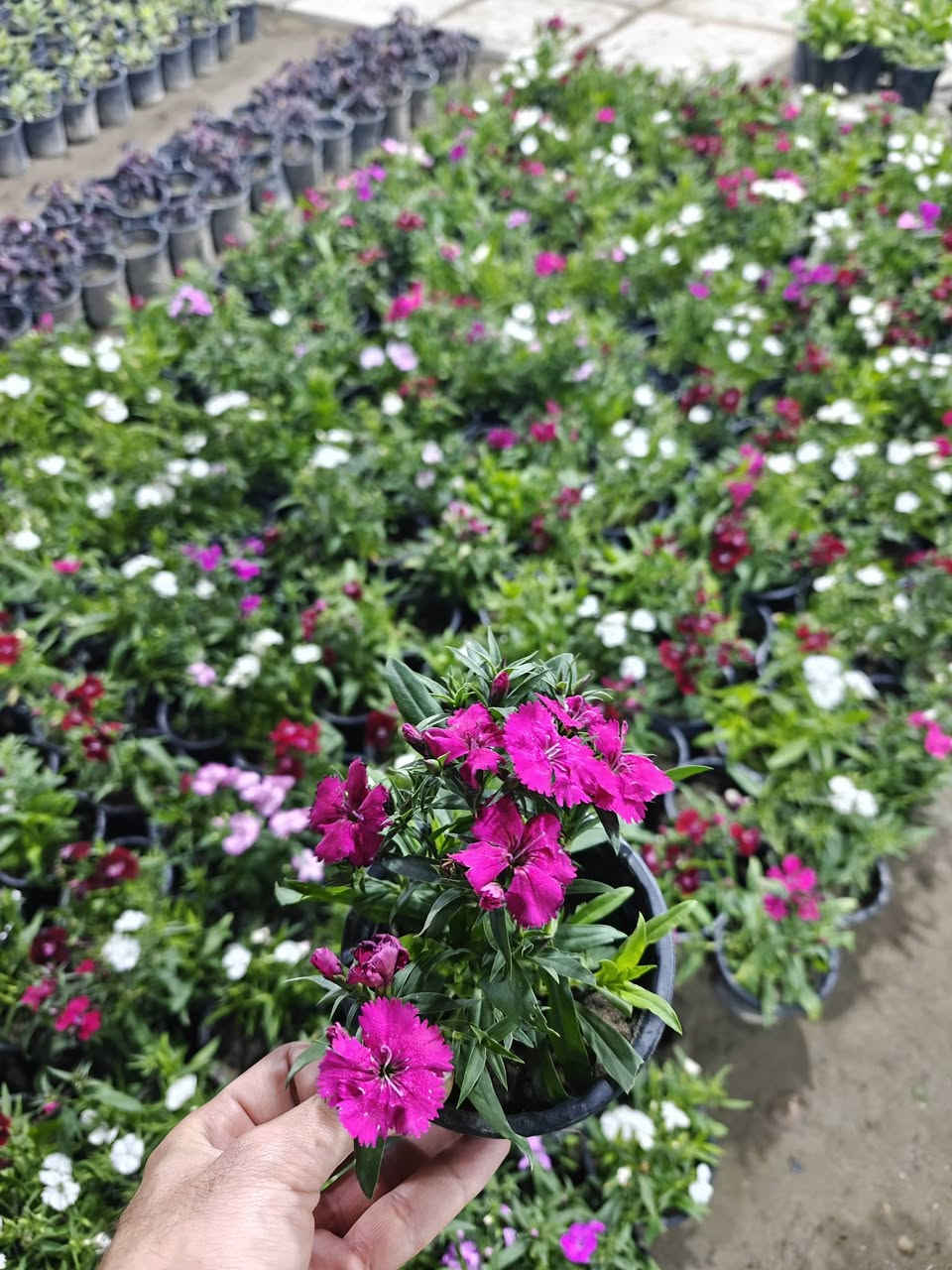 توفرت شتلات قرنفل صيني
شتله بألف
7 شتلات ب5الف

عنوانا الناصريه شارع الإمام علي تقاطع الشيباني مقابيل مصرف الطيف مشتل الشيباني ***********
