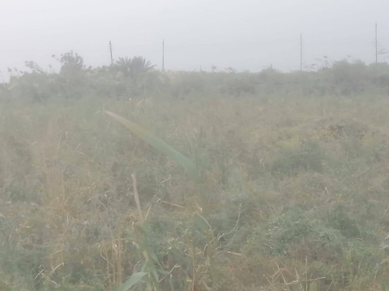 سلام عليكم ورحمة أرض زراعيه مقاطعة 53 بيه مرتسم مساحه 13 دونم سعر دونم 7 مليون وبيه مجال بيه بتلو جاهز لل بنا بيه قطع عدد 2 أرض جاهز حاليا مزرعة منطقت الخنزيري قرب صطرت الخنزيري كهرباء 4 خطوط عل سده بصفه شط مدرسه قربيه عل شارع العام مال المشايه استفسار أكثر اتصال عل رقم *********** أرض شرط لا بيه رطوبه ولا صبخ ☑️
