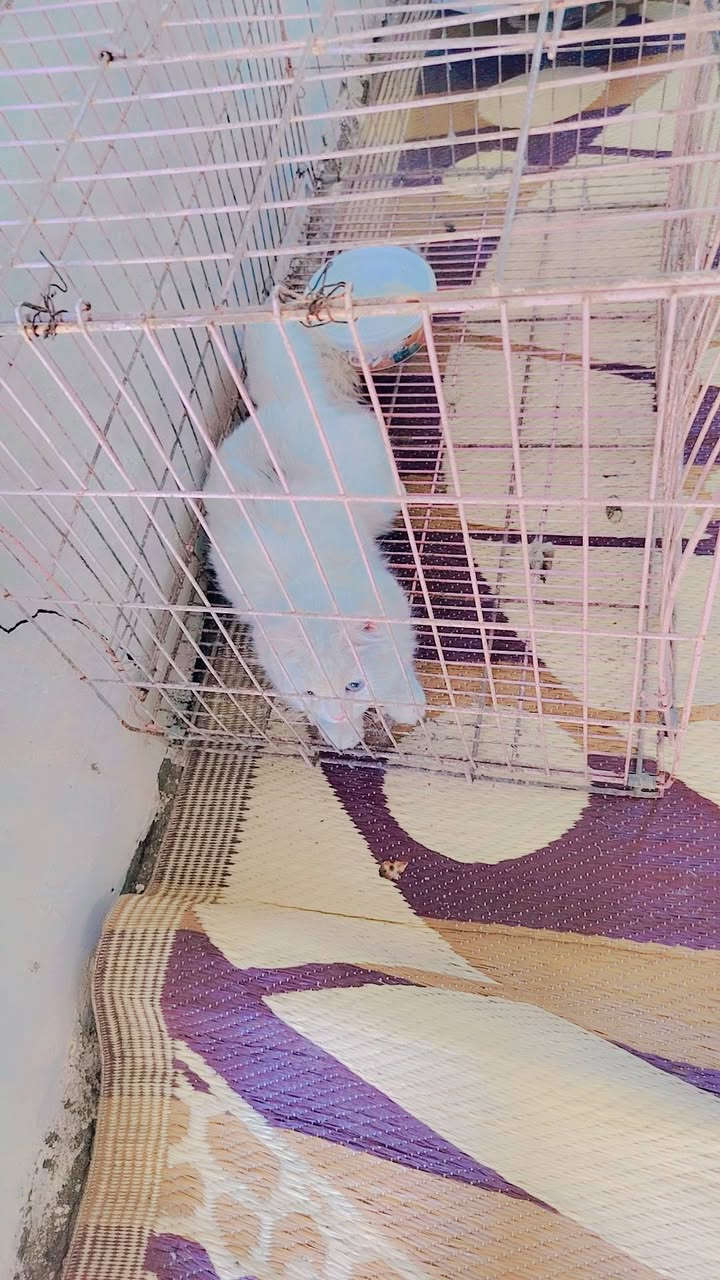قطه اليفة للبيع ماعرف شنو اسمها حلوه عيونها لون عيونها يخبل سعر ٧٥ وبيها مجال خاص مفتوح مكان كربلاء


**إذا كنت صاحب هذا الإعلان وتريد حذفه لأي سبب، رجاءا أرسل رسالة إلى الدعم الفني**