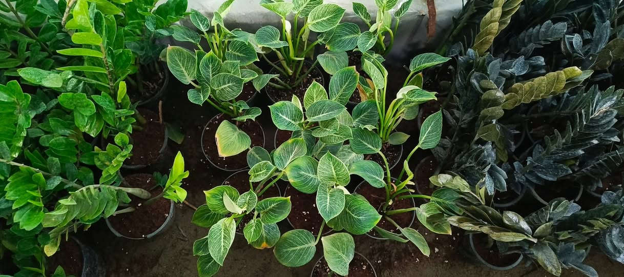 يا الله يتوفر يم #مشتل_المسرة تشكيلة متنوعة من النباتات، حيث تجدون مجموعة متميزة تضم النباتات الظلية التي تضفي الجمال والهدوء على الأماكن الداخلية من المنازل أو المكاتب، بالإضافة إلى النباتات الخارجية التي تزهو في الحدائق والمساحات المفتوحة. ملاحظة هامة: تزامناً مع شهر رمضان المبارك، والذي يحمل في طياته أجواء خاصة من الروحانية والاحتفاء، سيتم افتتاح المشتل كل يوم بعد الإفطار، مما يتيح للزوار فرصة للاستمتاع بالطبيعة وأخذ وقت للتجول بين النباتات في أوقات المساء الهادئة والمريحة.


**إذا كنت صاحب هذا الإعلان وتريد حذفه لأي سبب، رجاءا أرسل رسالة إلى الدعم الفني**