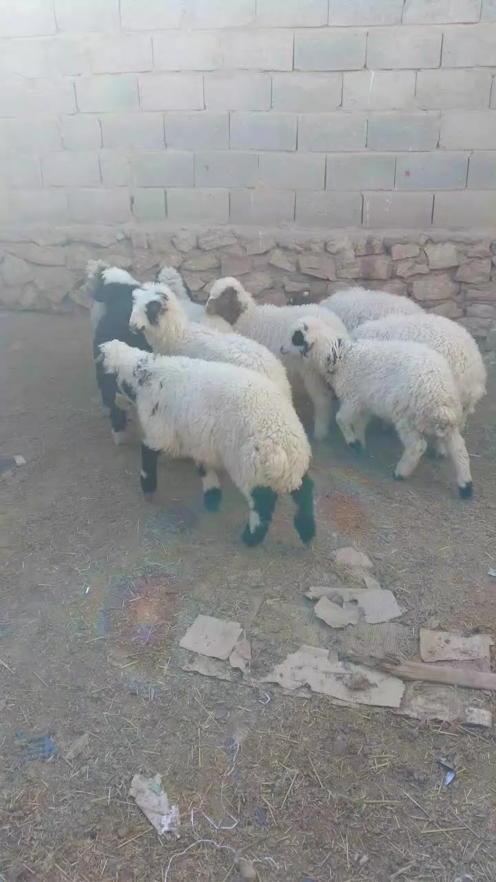 تبارك الرحمن والصلاة والسلام على سيدنا محمد وعلى اله وصحبه اجمعين
متاح 

9 طليان مربوطه على شعير  نصاح ومعالفه الزوج ب 475 الف شلع 

باقي التفاصيل بالفيديو 

العنوان/الانبار قضاء حديثة 

الحلال مكفول من كل عيب


**إذا كنت صاحب هذا الإعلان وتريد حذفه لأي سبب، رجاءا أرسل رسالة إلى الدعم الفني**