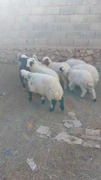 ٩ طليان • قضاء حديثة • الانبار