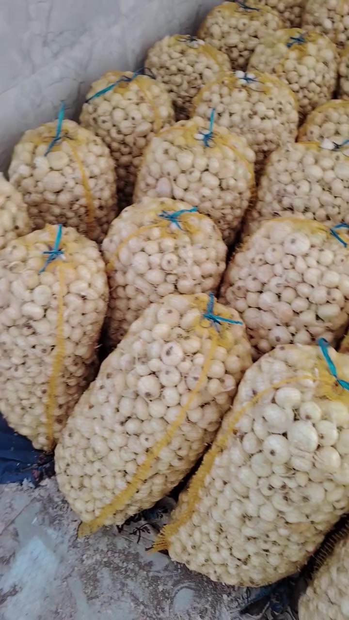 بصل حار العريب الجرخ ناعم فسقه متعهد بي لحد الشلاع بصل زيد ابن علي لا گريط ولا مال انبار تجي تشوفه بعينك يالله نشلع بعيداً عن جماعة الخبط المكان بابل منطقة الامام زيد بن علي *********** الفيديوات بالتعليقات
سعر الوزنه 120 
بصل حار العريب الجرخ ناعم فسقه متعهد بي لحد الشلاع بصل زيد ابن علي لا گريط ولا مال انبار تجي تشوفه بعينك يالله نشلع بعيداً عن جماعة الخبط المكان بابل منطقة الامام زيد بن علي ***********
