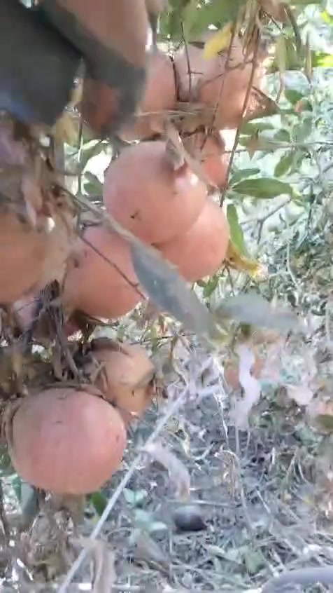 ئەوەش نموونەی هەناری وێندفول ئەمریکی کە پارکە تەمەنی سالەکە و نیو بوو چۆنی گرتووە کە ئێمە ئەلێن هەنارەکەمان بە یەک سال بەری دەگرێ بەلگەمان پێ و ئەۆەش نموونەکەی
هەرکەسێ دار هەنارێ وێندفول ئەمریکشی اوێ ئێستا لامان بەردەستە بۆ فرۆشتن گشتی لەناو کیسەدایە و بەشەرت و زەمانە دارکەن ئەفرۆشین
ناونیشان شارۆچکەی سفەیە تەنیشت کۆگا و مارکێتی ماجد
خوار قەزای خەبات
دەتوانن پەیوەندیمان پێوە بکەن
***********
***********
***********
***********
