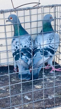 زوج زواجل • زواجل سباق