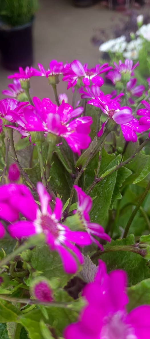 صباح الخير
توفر ويانا نبات السيناريا الدائمي السعر 5000 دينار            
 (✪‿✪) (✪‿✪) (✪‿✪) (✪‿✪) 
العنوان مشتل كوت فلكت الحاوي قرب مجمع دمشق الطبي مقابل مدرسه التعليم الاساسي مشتل سماء الكوت 
خدمة توصيل داخل كوت


**إذا كنت صاحب هذا الإعلان وتريد حذفه لأي سبب، رجاءا أرسل رسالة إلى الدعم الفني**