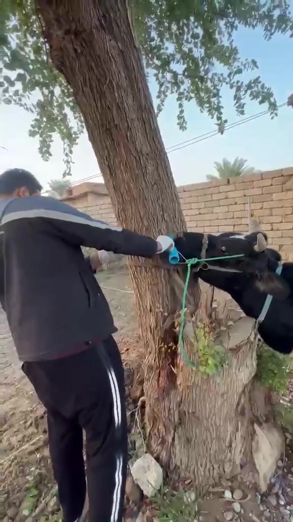 استخراج الحديد من فم الابقار عمليه مفيده وسريعه وبدون جراحه 

#بيطري #متابعين #طبيب #ابقار #اكسبلور #بيطري #معالجه #طبيعه


**إذا كنت صاحب هذا الإعلان وتريد حذفه لأي سبب، رجاءا أرسل رسالة إلى الدعم الفني**