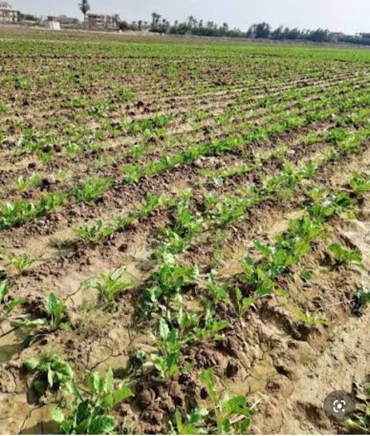 ارض زراعيه مساحتها ٥٠ دونم سند ٢٥ ملك صرف
ترهم مشاريع مزارع وحقول دواجن وتربية المواشي والابقار 
  بيها سندين كل سند.٢٥ دونم  يبعد واحد كيلو عن الشارع العام السريع بغداد واسط  الخدمات قريبه عليها  
الموقع ..بغداد المدائن حي الوحده 
سعر دونم ٦٥ مليون قابل للتفاوض رقم وتساب لمعرفة التفاصيل ***********
