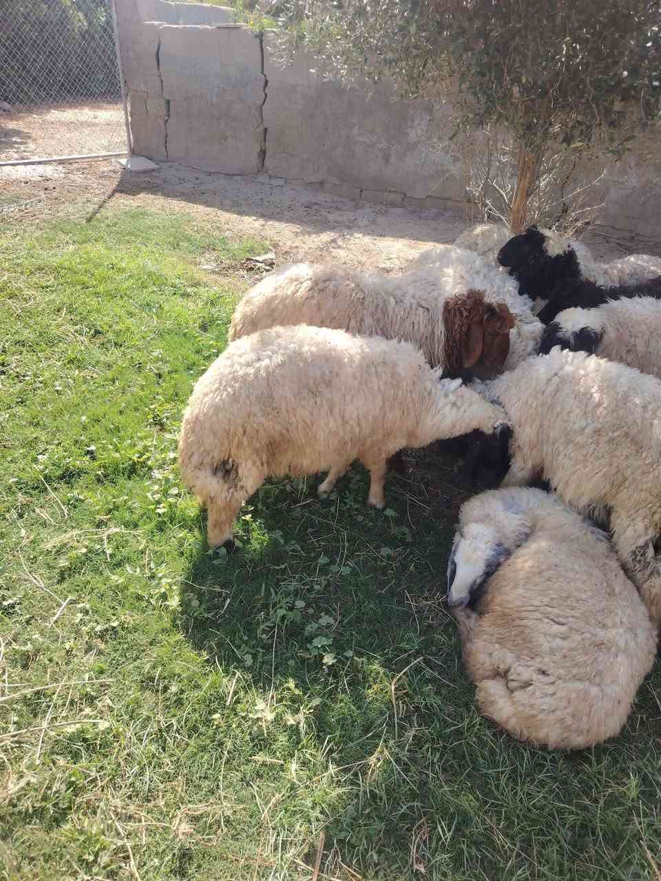 السلام عليكم
متاح افحل عواسي
سمان نذاريات
أو يرهمن ارباط
شرط صحاوه
العنوان المحموديه حي بدر
***********
***********
اتصل واني بخدمتك انشاء الله ماقصر
