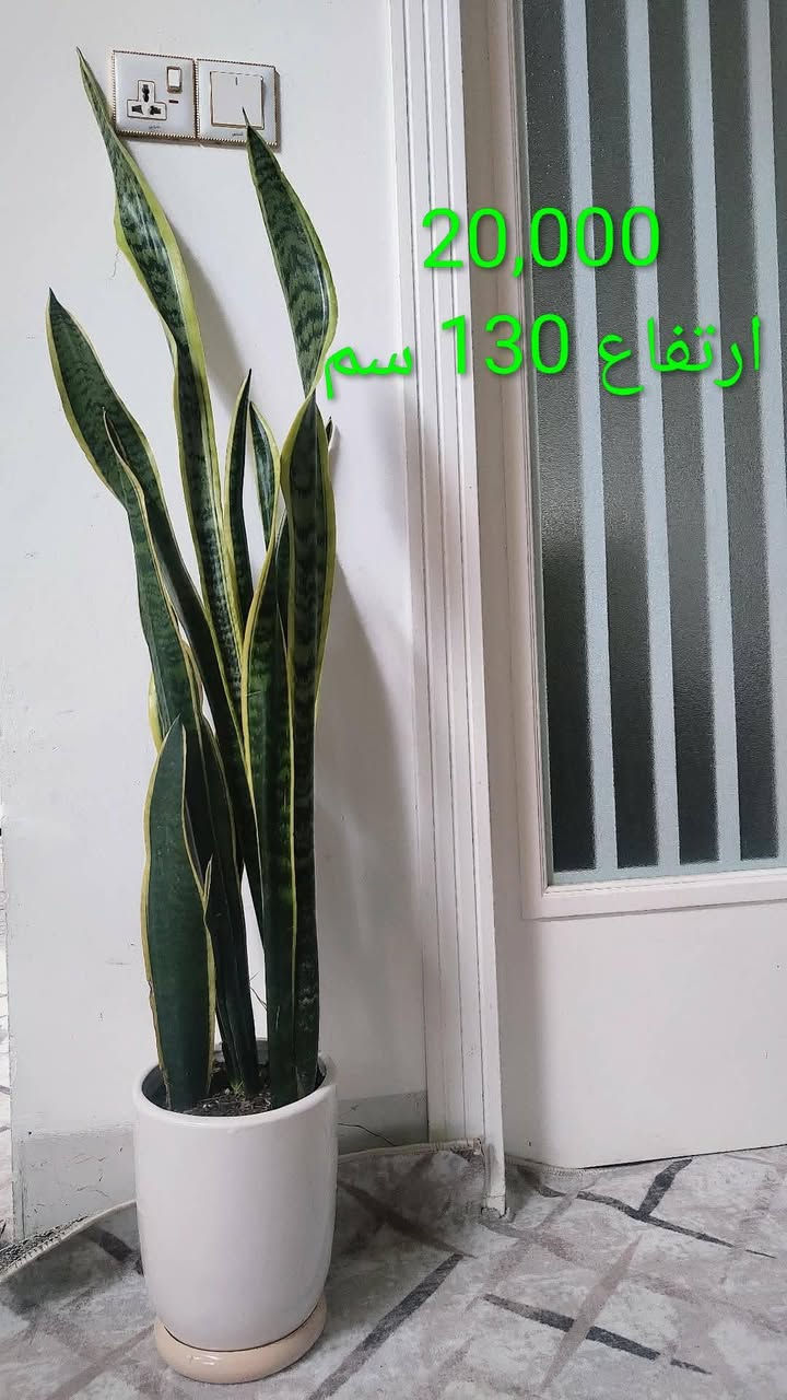 نباتات ظلية خارجية وداخليه للبيع


**إذا كنت صاحب هذا الإعلان وتريد حذفه لأي سبب، رجاءا أرسل رسالة إلى الدعم الفني**